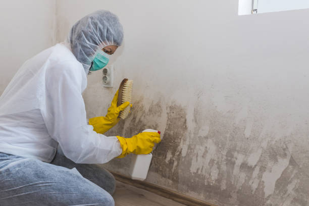 Mold Removal Process in Wilmerding, PA