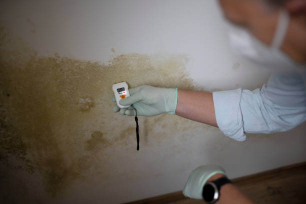 Best Crawl Space Mold Removal  in Wilmerding, PA