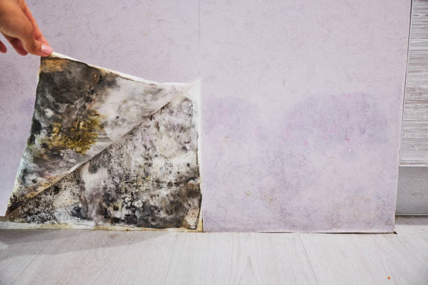 Best Office Mold Removal Services  in Wilmerding, PA